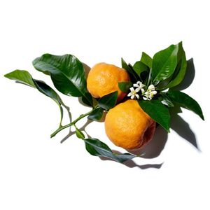 Fat Cutter Ingredient Neroli Extract